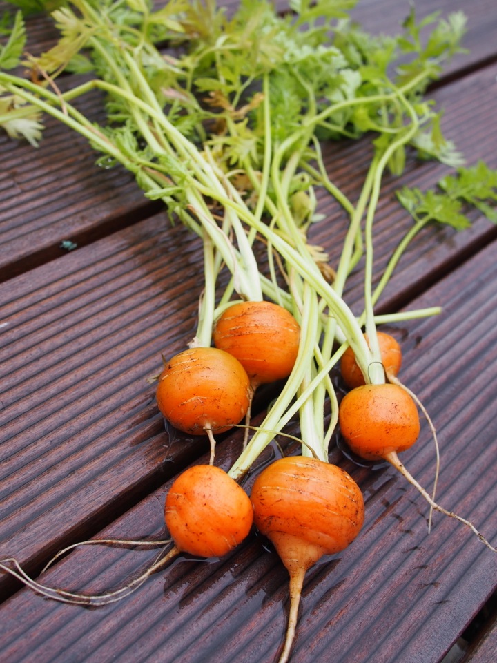 Rondo Carrots Rooftop Garden