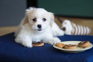 Peanut Butter Dog Donuts - Gourmet Dog Treats - Cavachon puppy | The Worktop