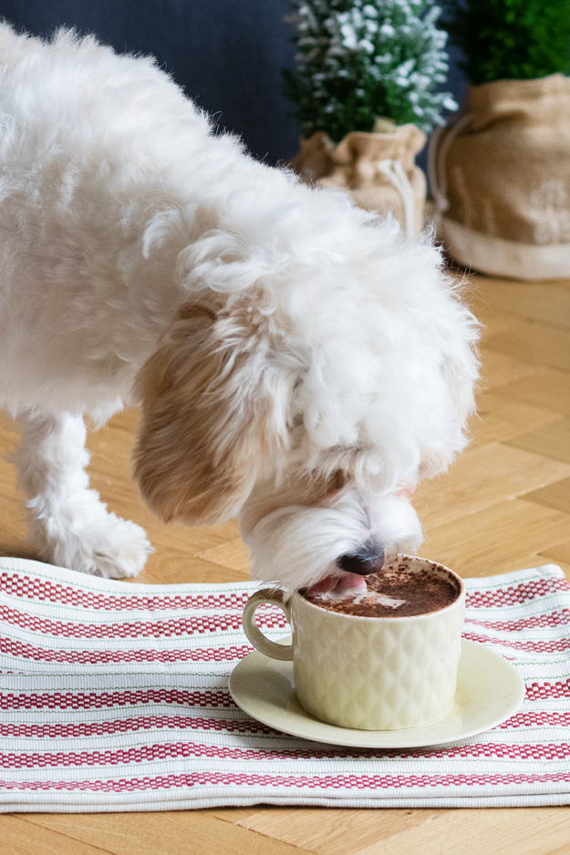 Peppermint Mocha Puppucino Recipe for Dogs (Goat's Milk with Carob and Mint) | The Worktop