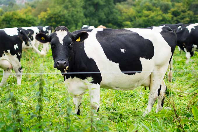 Arla Cockhaise Farm - Organic Free Range Milk